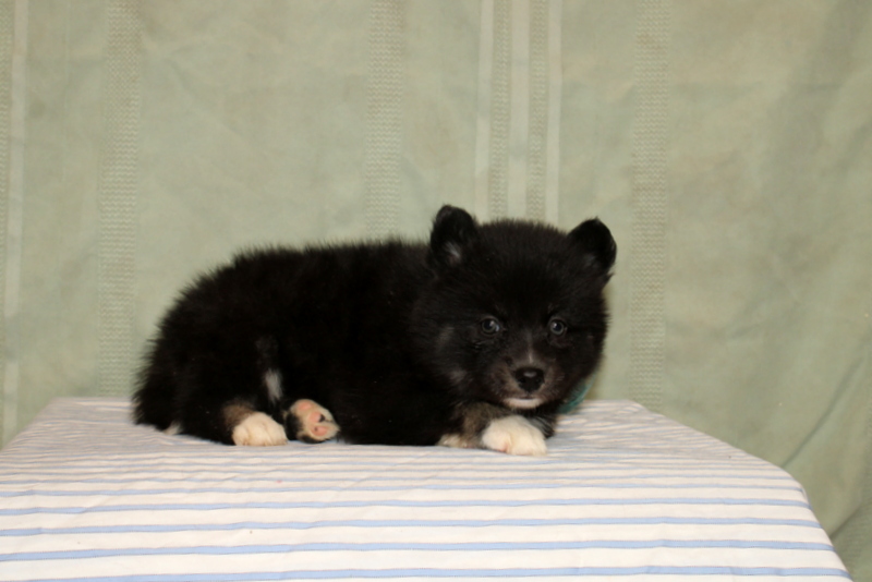 puppy, for, sale, Pomsky, Matthew B. Stoltzfus, dog, breeder, Gap, PA, dog-breeder, puppy-for-sale, forsale, nearby, find, puppyfind, locator, puppylocator, aca